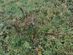 Rumex