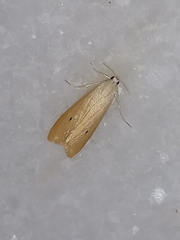Scirpophaga incertulas