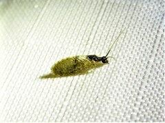 Sympherobius barberi