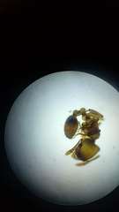 Wasmannia auropunctata