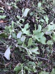 Garrya elliptica