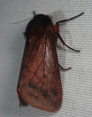 Phragmatobia lineata