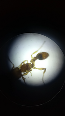 Wasmannia auropunctata