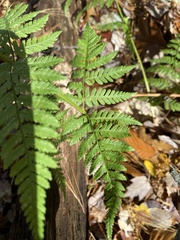 Dryopteris