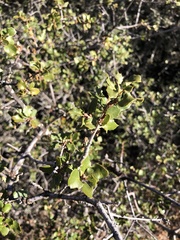 Quercus berberidifolia