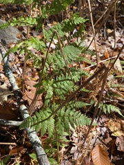 Dryopteris