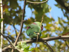 Psittacula eupatria