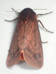 Phragmatobia lineata