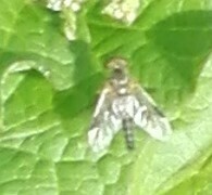 Chrysopilus asiliformis