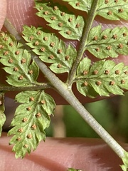 Dryopteris