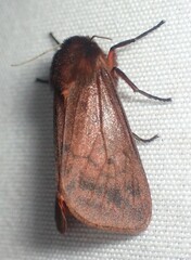 Phragmatobia lineata