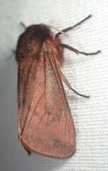 Phragmatobia lineata