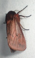 Phragmatobia lineata