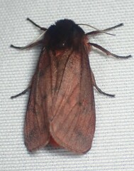 Phragmatobia lineata