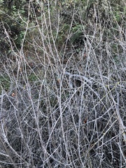 Toxicodendron diversilobum