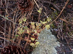 Claytonia rubra rubra
