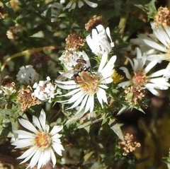 Gymnoclytia