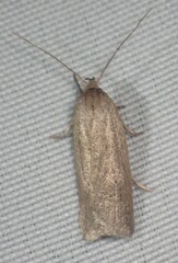 Gonioterma mistrella