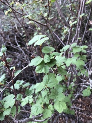 Ribes malvaceum