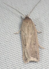 Gonioterma mistrella