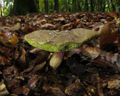 Suillus bovinus