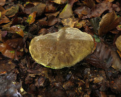 Suillus bovinus