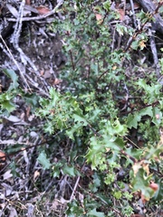 Quercus berberidifolia