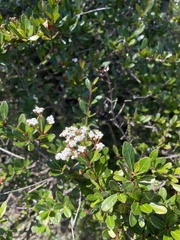 Viburnum obovatum
