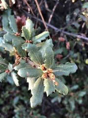 Quercus durata