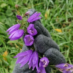 Campanula rapunculoides