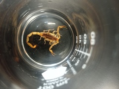 Centruroides ornatus