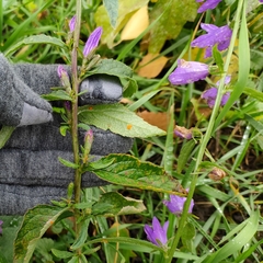 Campanula rapunculoides