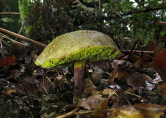 Leccinellum crocipodium