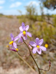 Cyanella hyacinthoides