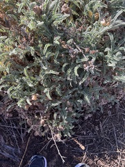 Astragalus nuttallii