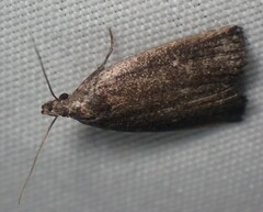 Macrochilo orciferalis