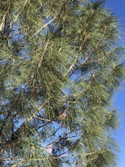 Pinus sabiniana