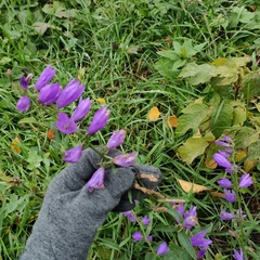 Campanula rapunculoides