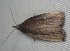 Macrochilo orciferalis