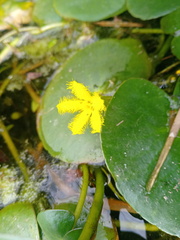 Nymphoides thunbergiana