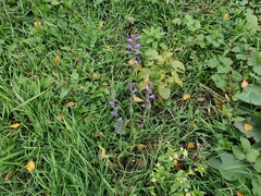 Campanula rapunculoides