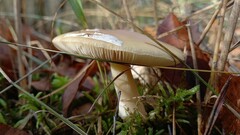 Amanita junquillea