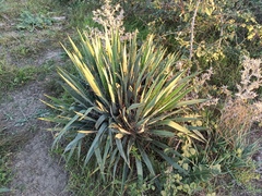 Yucca filifera