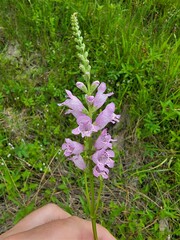 Physostegia