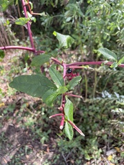 Phytolacca americana