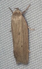 Gonioterma mistrella