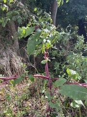 Phytolacca americana