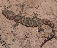 Hemidactylus turcicus