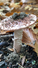 Amanita novinupta