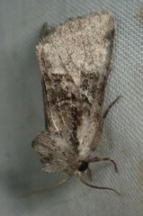 Meropleon ambifusca